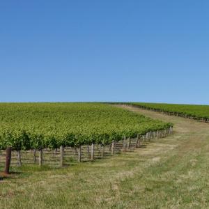 Clare Valley